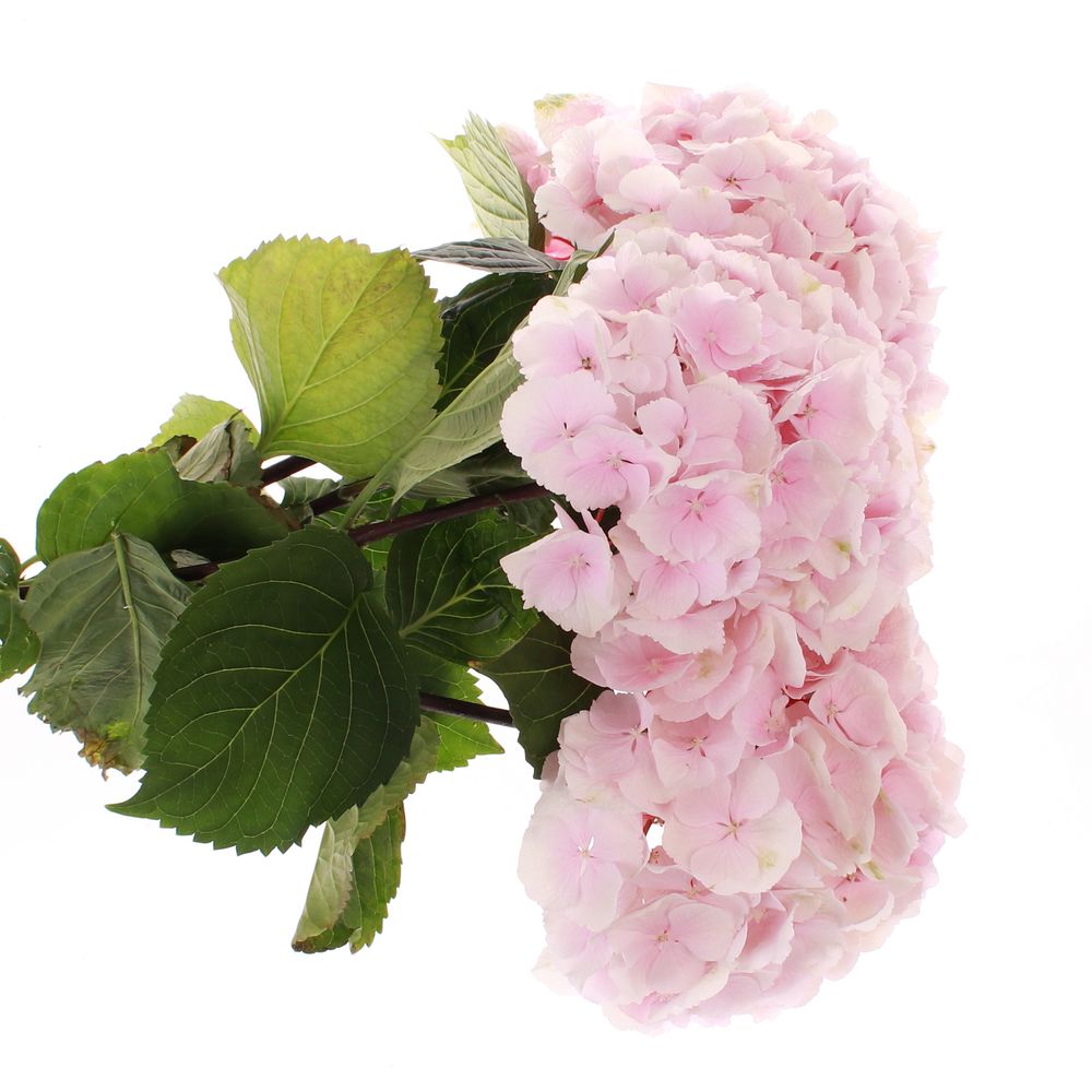 Hortensie rosa Mariama Bol 17cm 60cm