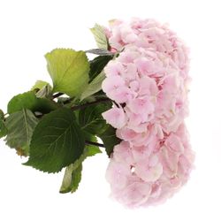 Hortensie rosa Mariama Bol 17cm 60cm