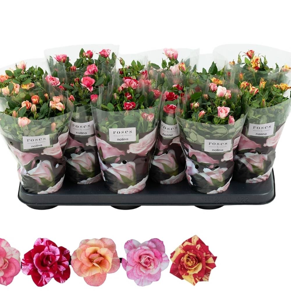 Rose speciel mix T10,5 H028