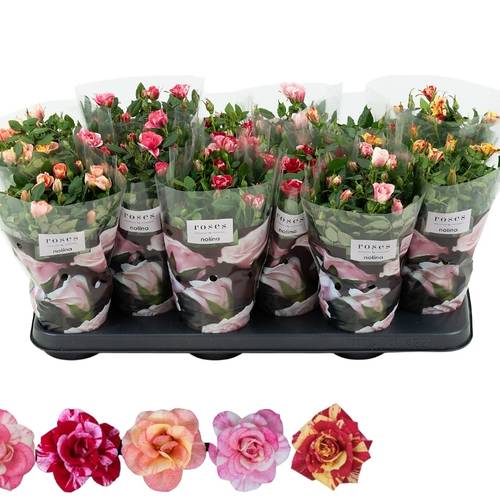 Rose speciel mix T10,5 H028