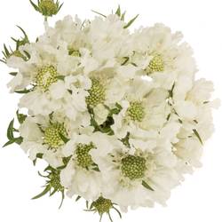 Scabiosa weiss White 70cm