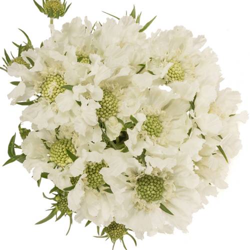 Scabiosa weiss White 70cm
