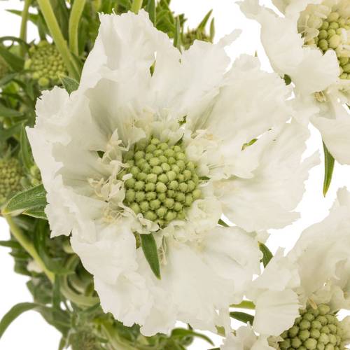 Scabiosa weiss White 70cm