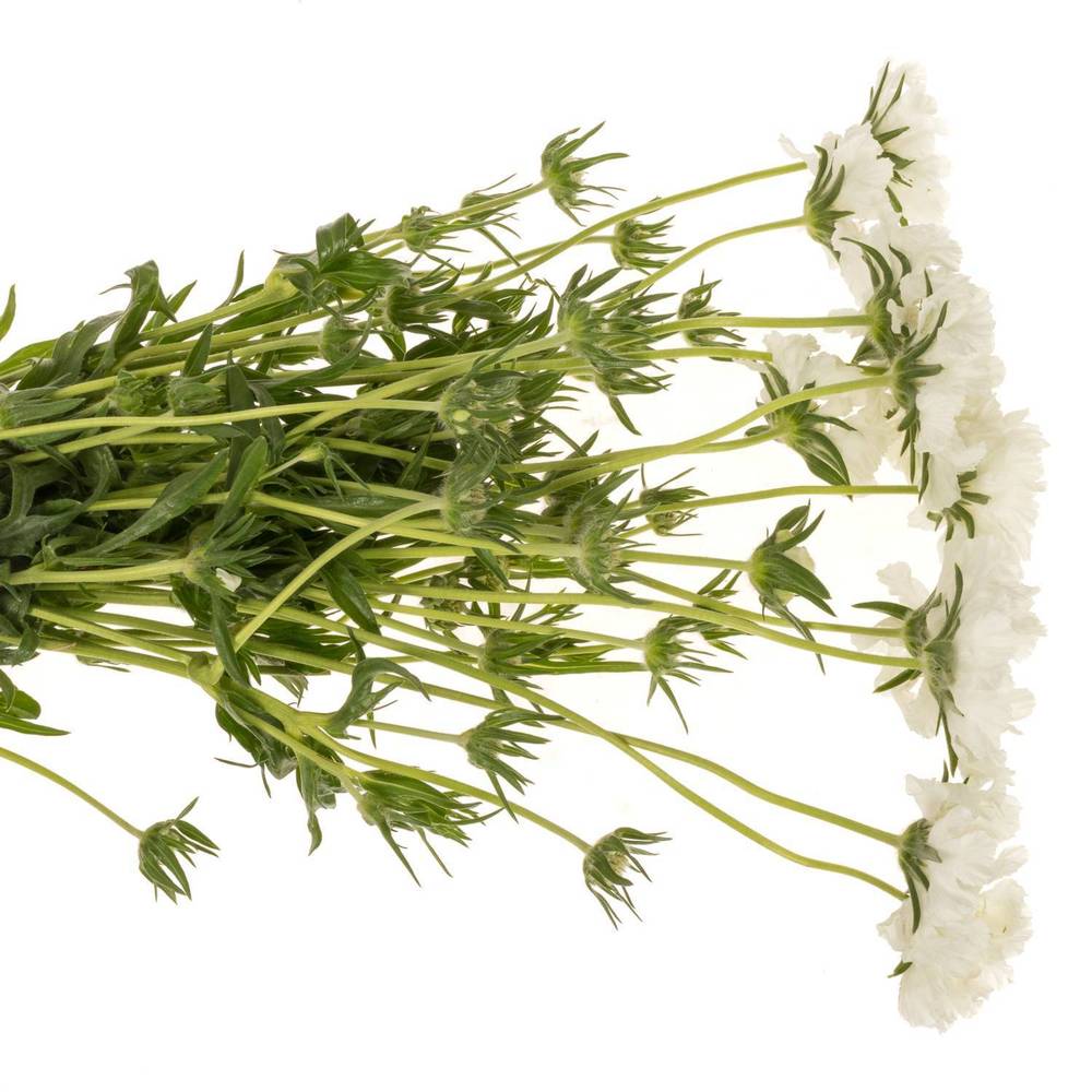 Scabiosa weiss White 70cm