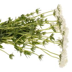 Scabiosa weiss White 70cm