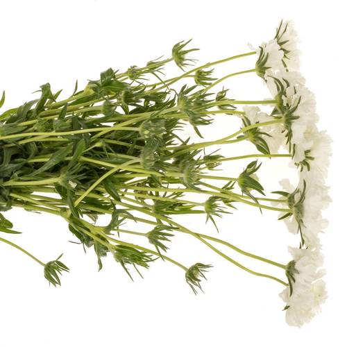 Scabiosa weiss White 70cm
