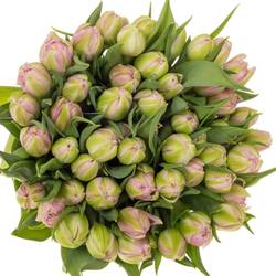 Tulp rosa doppel Maitresse 36 Gramm