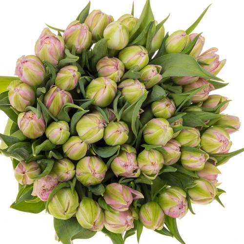 Tulp rosa doppel Maitresse 36 Gramm