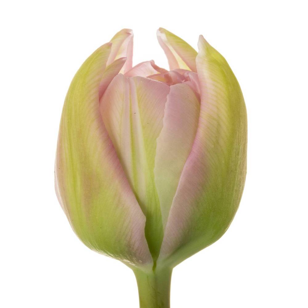 Tulp rosa doppel Maitresse 36 Gramm