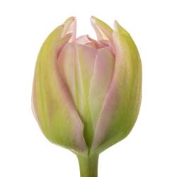 Tulp rosa doppel Maitresse 36 Gramm
