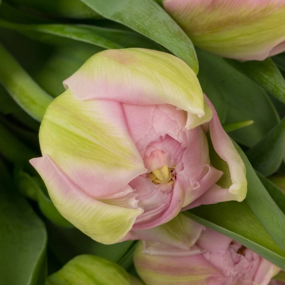 Tulp rosa doppel Maitresse 36 Gramm