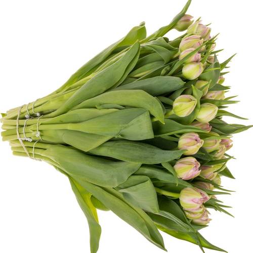 Tulp rosa doppel Maitresse 36 Gramm