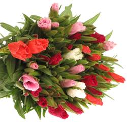 Godetia mix 70cm