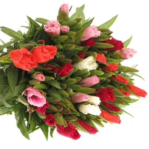 Godetia mix 70cm