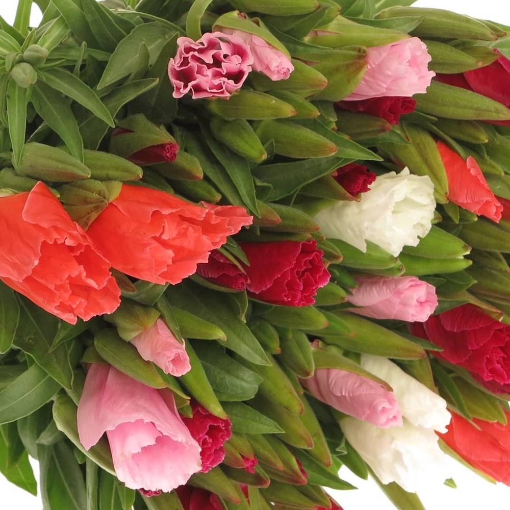Godetia mix 70cm