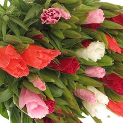 Godetia mix 70cm