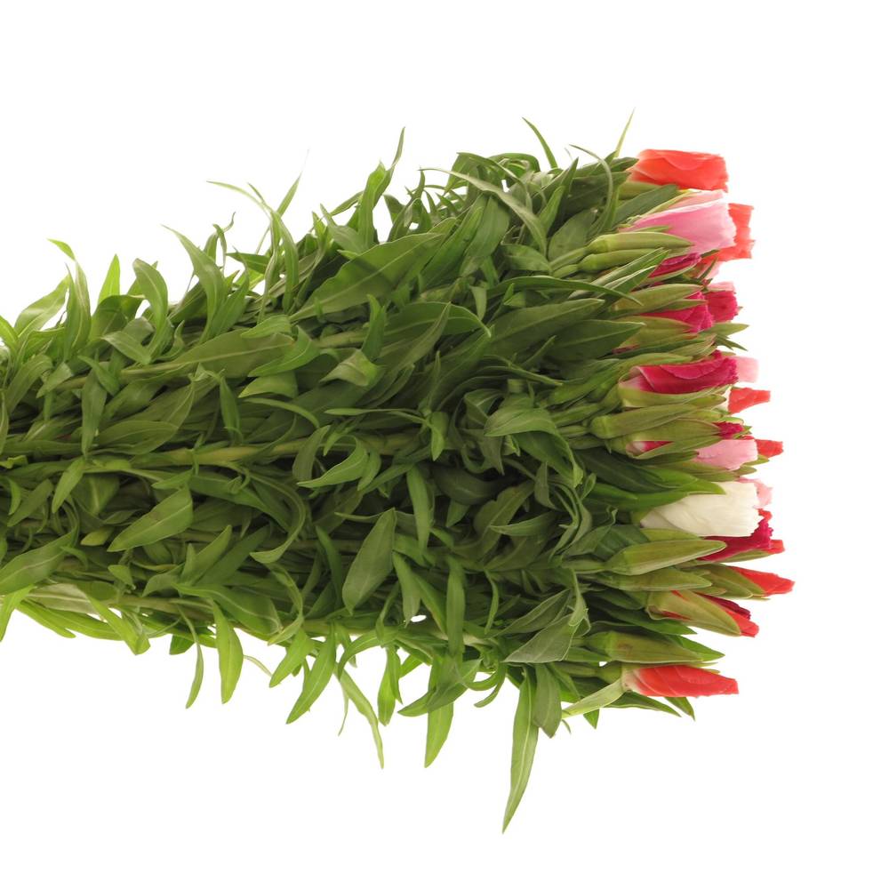 Godetia mix 70cm