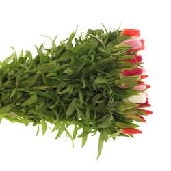 Godetia mix 70cm
