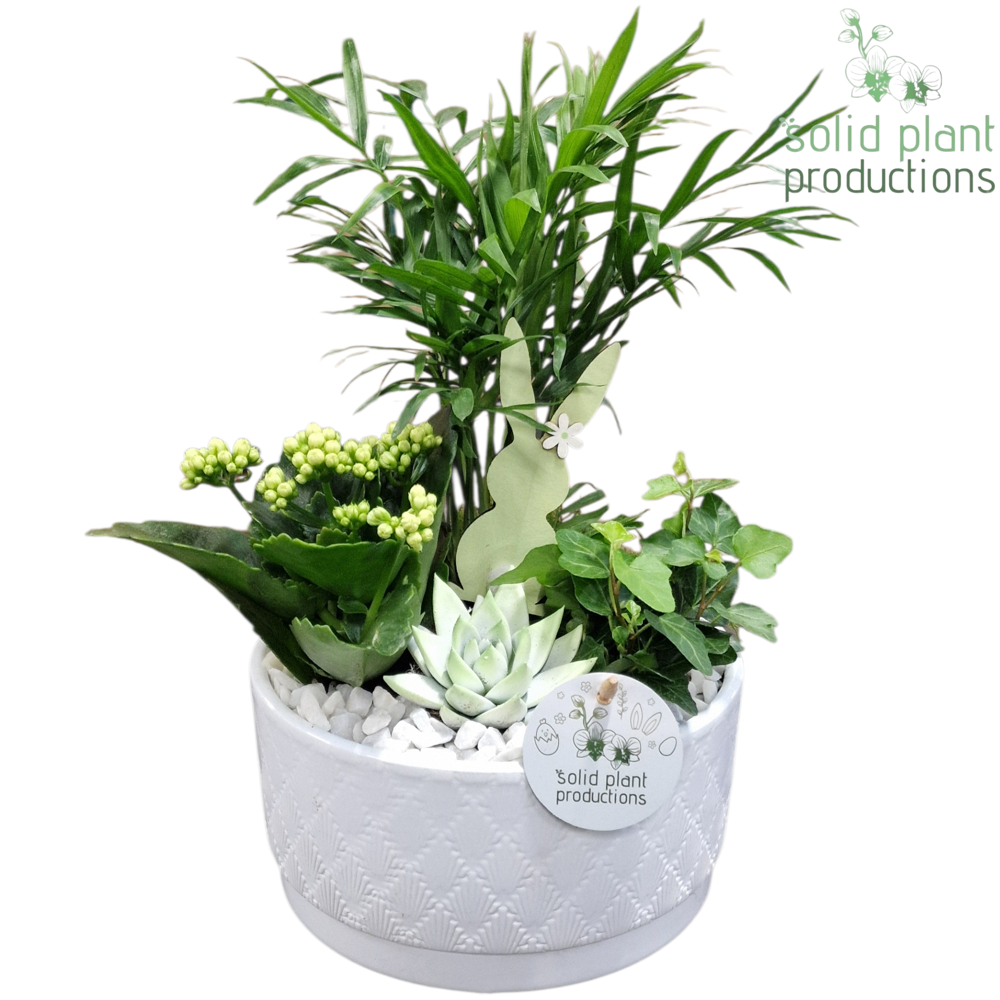 Chamaed.Arr CE003 Loes weiss Ostern T18 H035