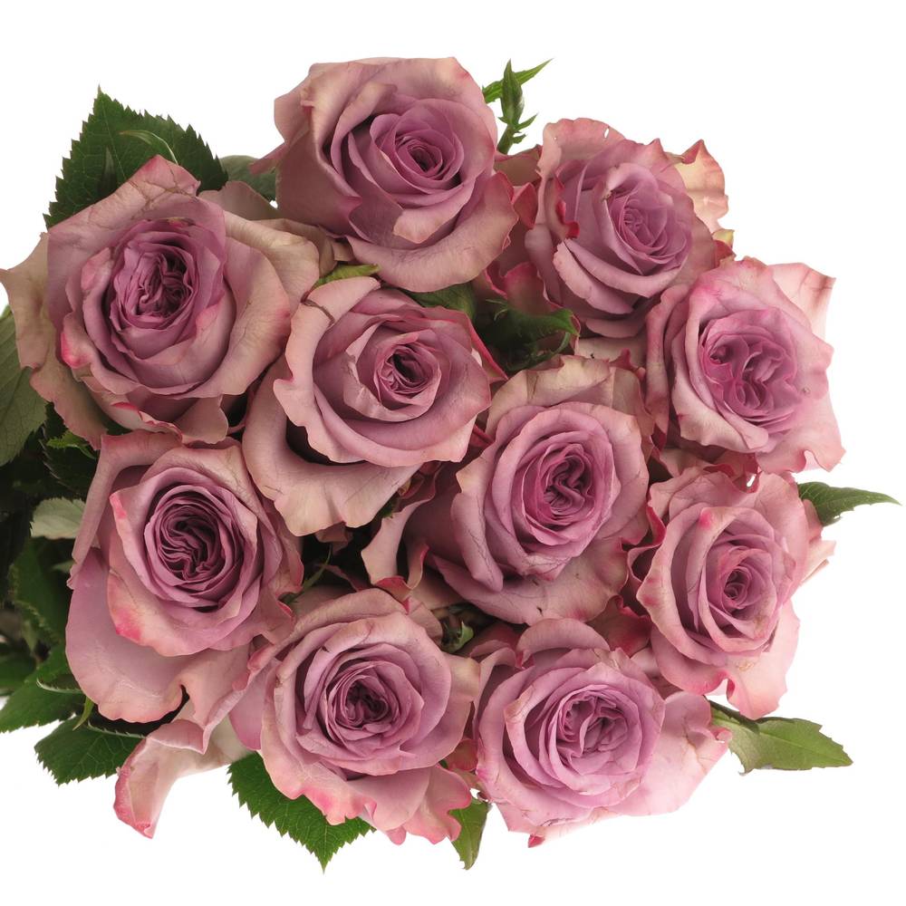 Rose lila Dolcetto 60cm