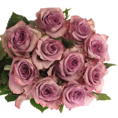 Rose lila Dolcetto 60cm