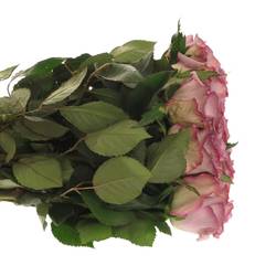 Rose lila Dolcetto 60cm