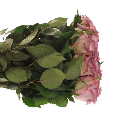 Rose lila Dolcetto 60cm