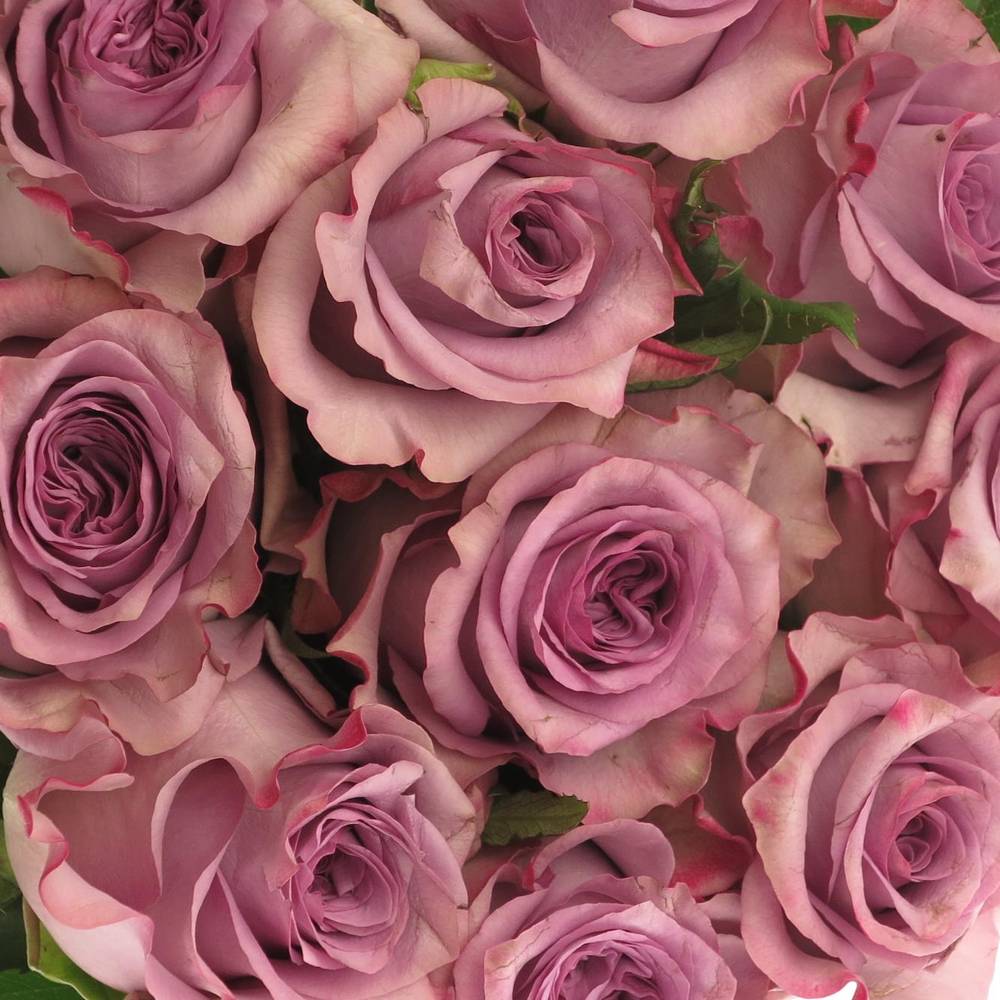 Rose lila Dolcetto 60cm