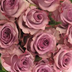 Rose lila Dolcetto 60cm