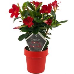Sund. Dipl. Early Scarlet am Reck T14 H040