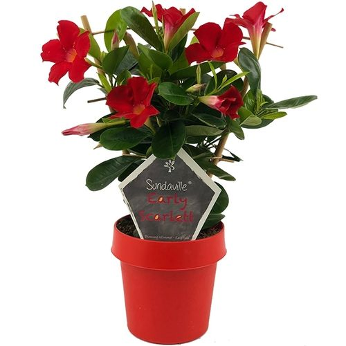 Sund. Dipl. Early Scarlet am Reck T14 H040