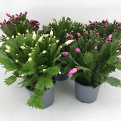 Schlumbergera mix T09 H020
