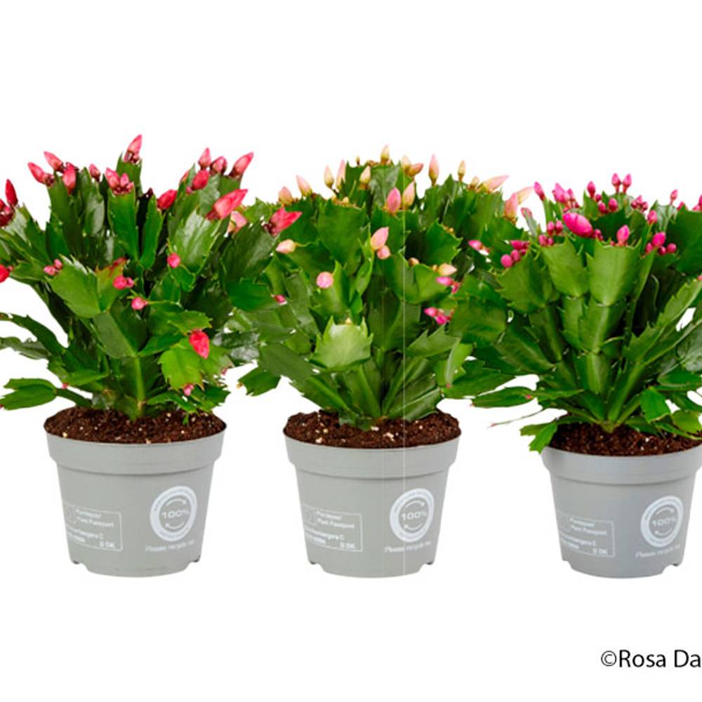 Schlumbergera mix T12 H025