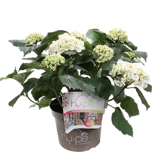 Hortensie Curly weiss 7+ T23 H45