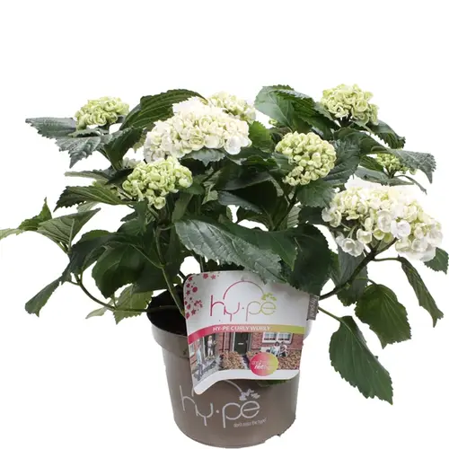 Hortensie Curly weiss 7+ T23 H45