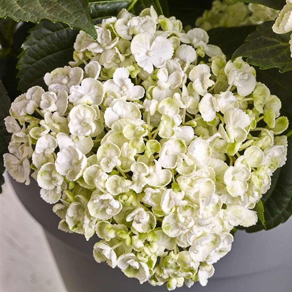 Hortensie Curly weiss 7+ T23 H45