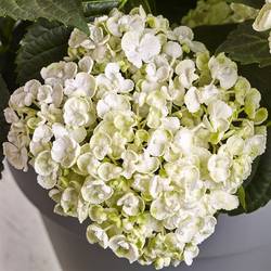 Hortensie Curly weiss 7+ T23 H45