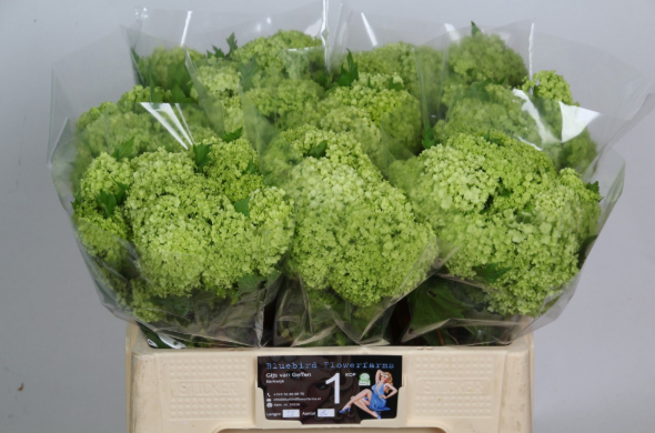 Schneeball grün 1 Kopf 50cm