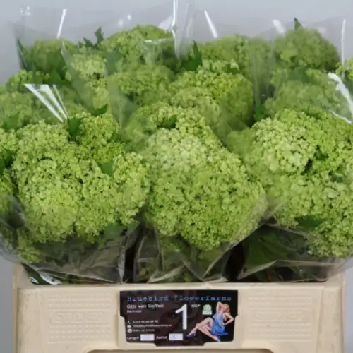 Schneeball grün 1 Kopf 50cm