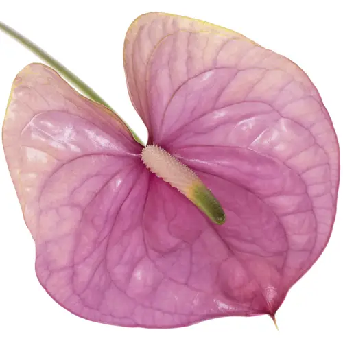 Anthurium lila Kaleo Blüte 9cm