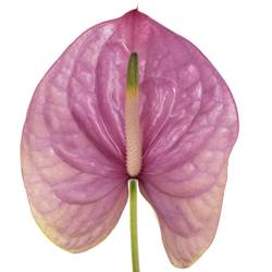 Anthurium lila Kaleo Blüte 9cm