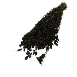 Trocken Briza Maxima schwarz L60cm