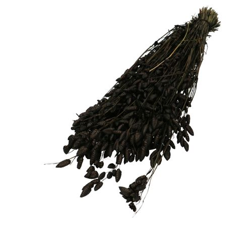 Trocken Briza Maxima schwarz L60cm
