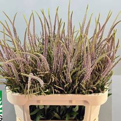 Veronicastrum hellrosa virg Pink Glow 80cm