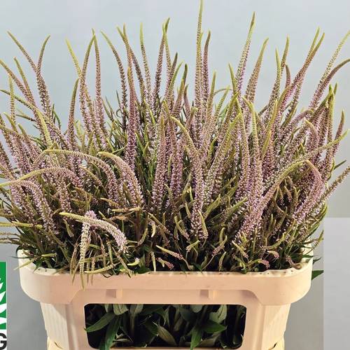 Veronicastrum hellrosa virg Pink Glow 80cm