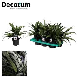 Aglaonema Cutlas T14 H40