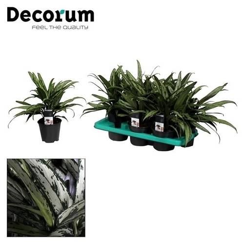 Aglaonema Cutlas T14 H40