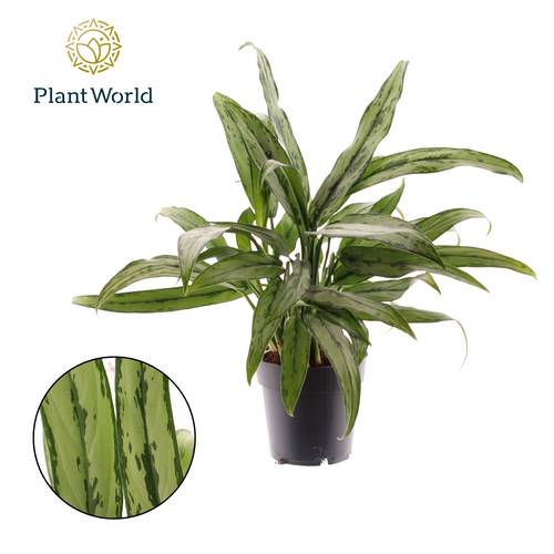 Aglaonema Cutlas T14 H40