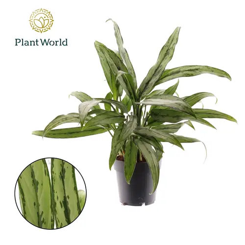 Aglaonema Cutlas T14 H40