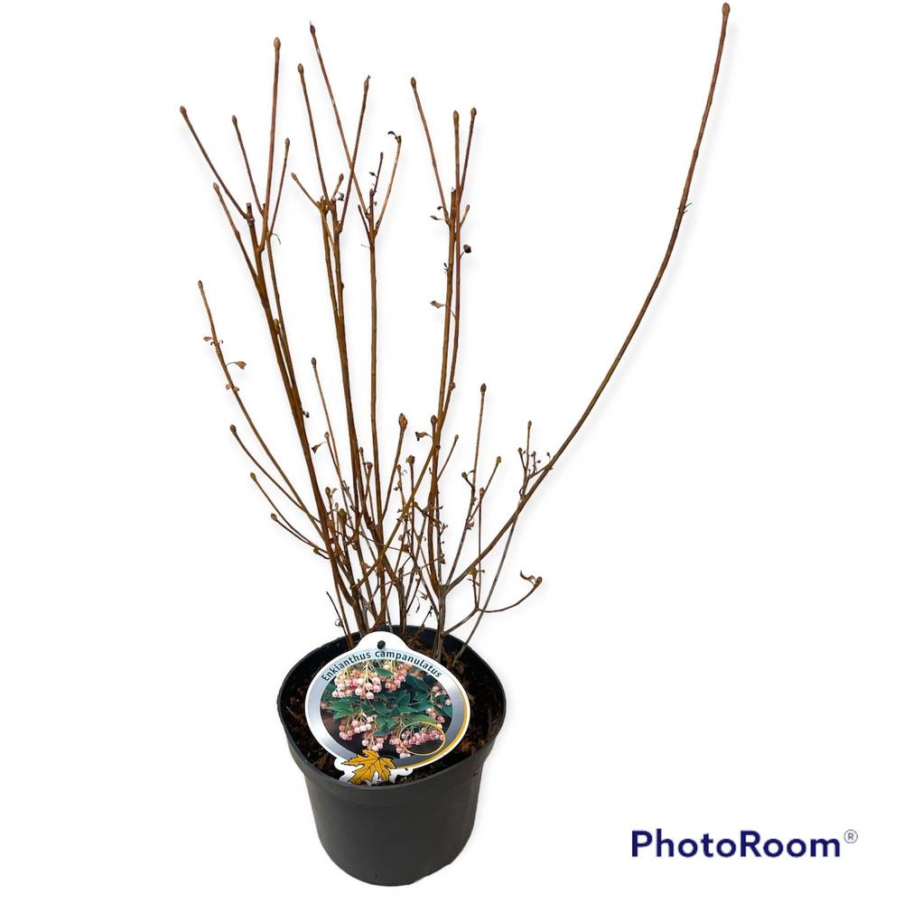 Enkianthus Campanulatus T19 H050